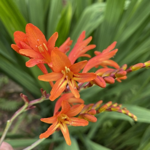 paniculata x pottsii cross