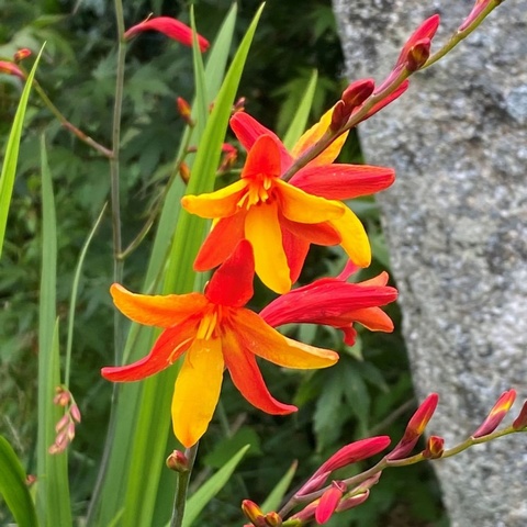 'Tamar New Dawn' - 1 freshly lifted corm  - ONLY SEPT-FEB
