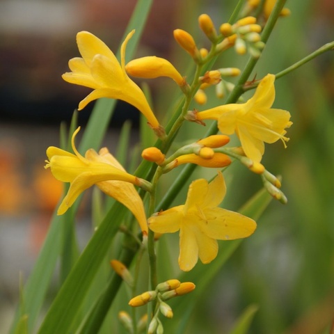 'Honey Angels' - 3 freshly lifted corms - ready to plant