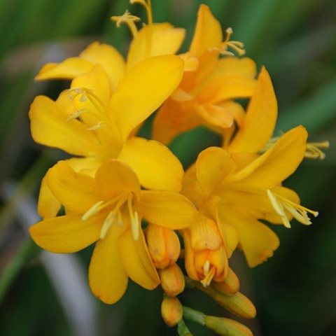 'Paul's Best Yellow' AGM - 1 FRESH LIFTED CORM - ready to plant