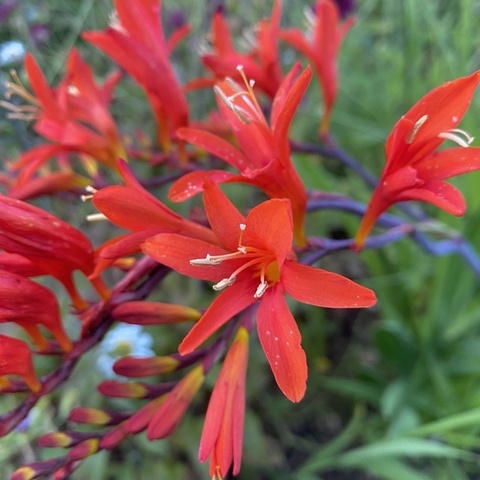 Dixter Flame
