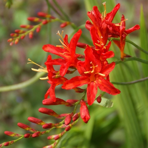 'Bressingham Blaze'