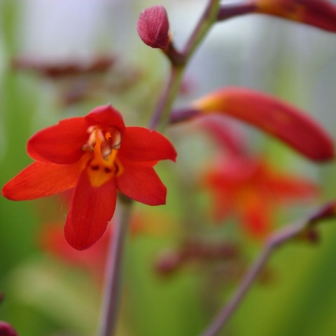 'Emberglow' AGM
