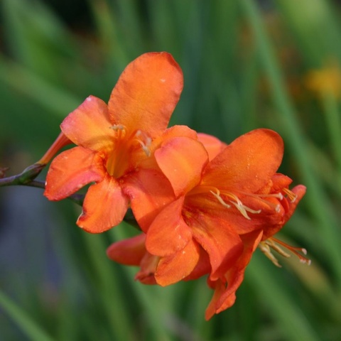 'Okavango'