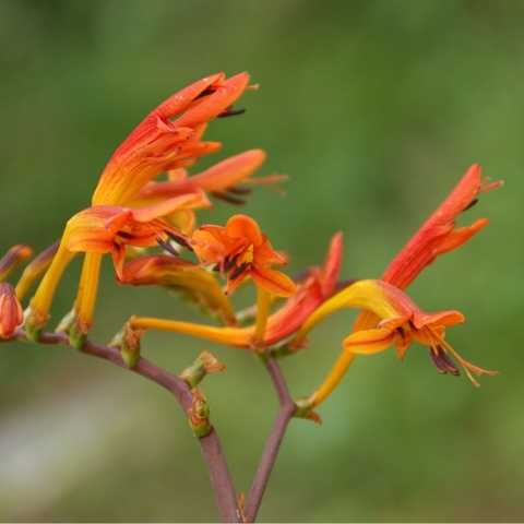 paniculata