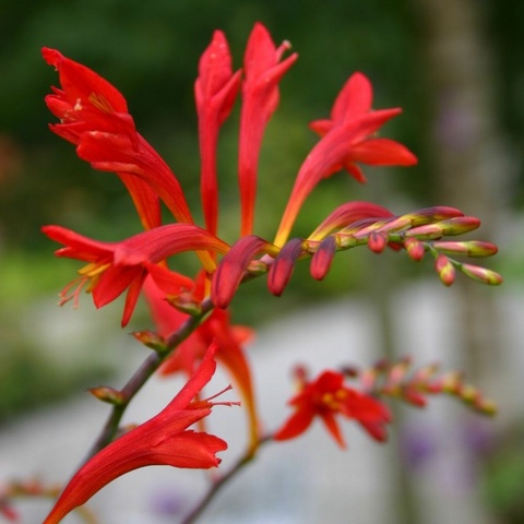 paniculata 'Natal' (red form)