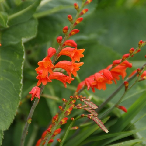 pottsii