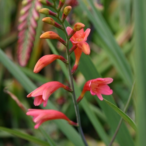 pottsii 'Culzean Pink'
