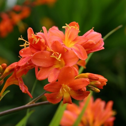 'Severn Sunrise' AGM - freshly potted - limited to 1 per customer