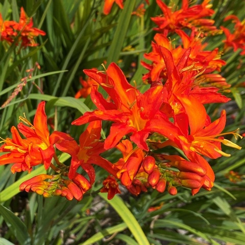 'Spitfire' AGM