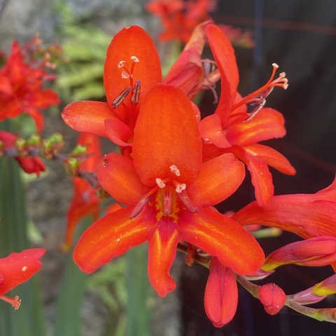 'Vulcan' (Bloom)