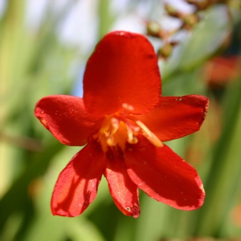 'Walberton Red'