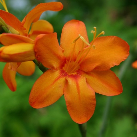 'Zambesi'