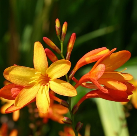 x crocosmiiflora (Montbretia)