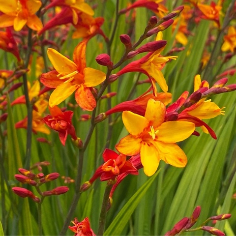 'Bicolor' AGM