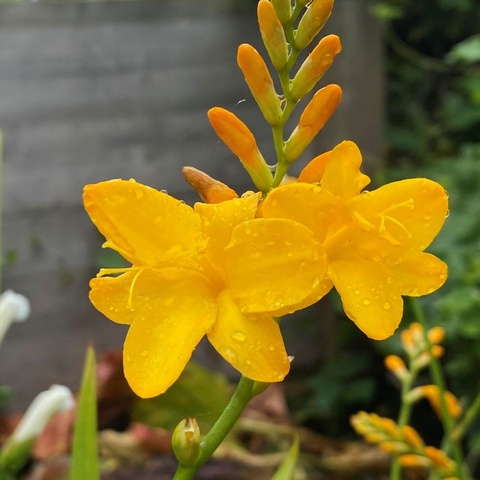 'Buttercup'