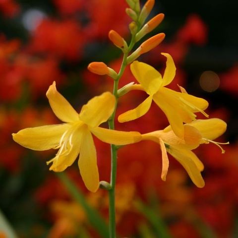'George Davison'