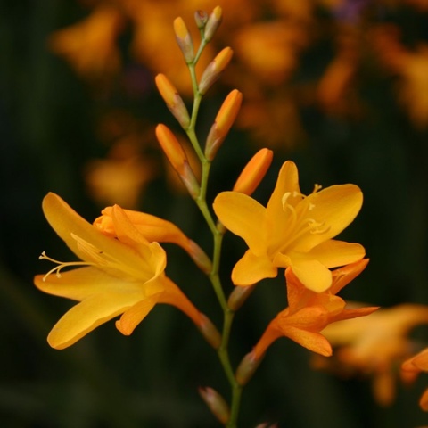 'Coleton Fishacre'