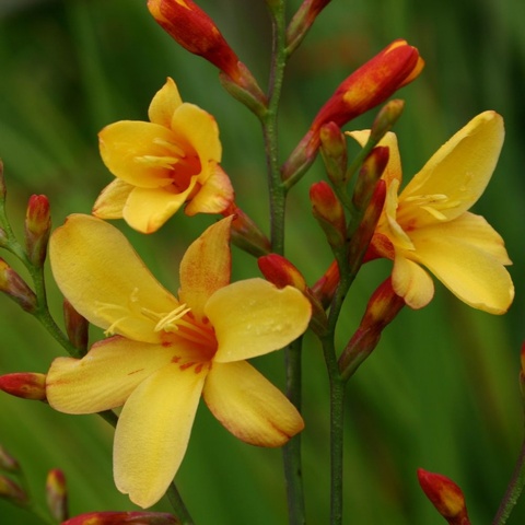 'Harlequin' - maximum 1 per customer