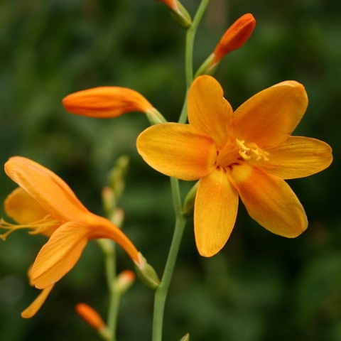 'Lady Hamilton'