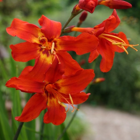 'Mephistopheles'