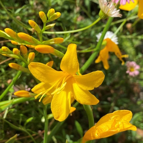 'Mount Usher'