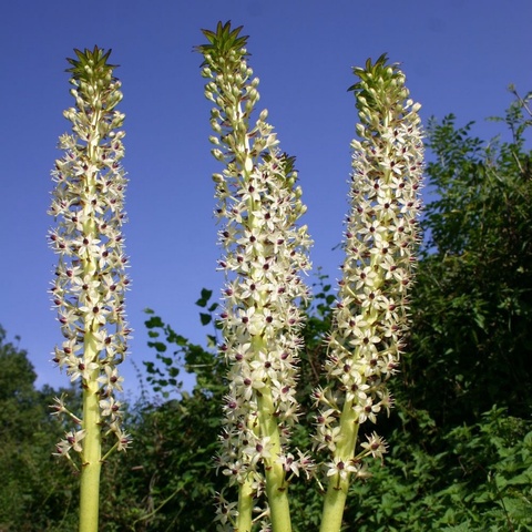 comosa - The Slender Pineapple Lily - green leaved form