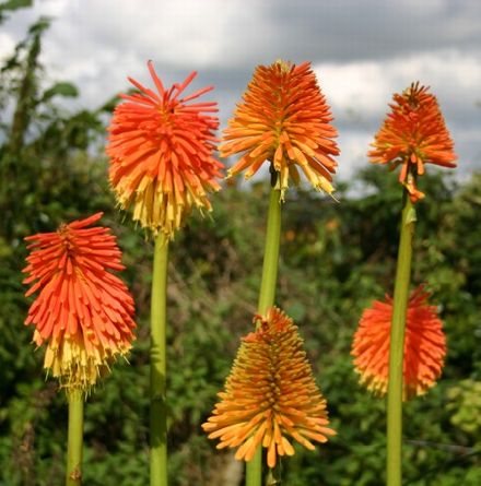 rooperi (Rooper's Red Hot Poker) Autumn flowering