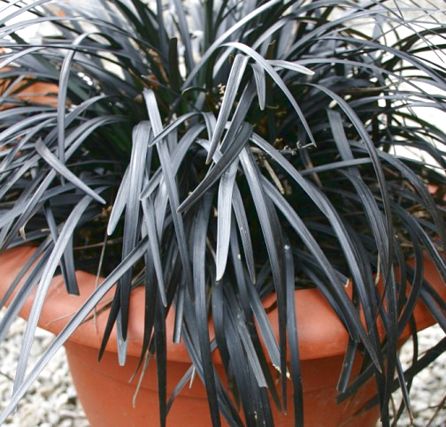 planiscapus 'Nigrescens' (Black Mondo Grass) AGM