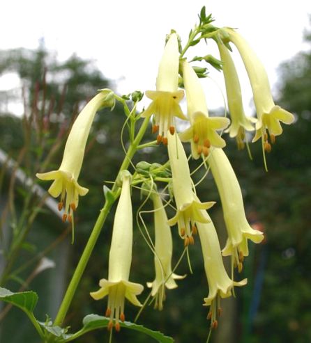 aequalis albus 'Yellow Trumpet' (Cape Fuchsia)