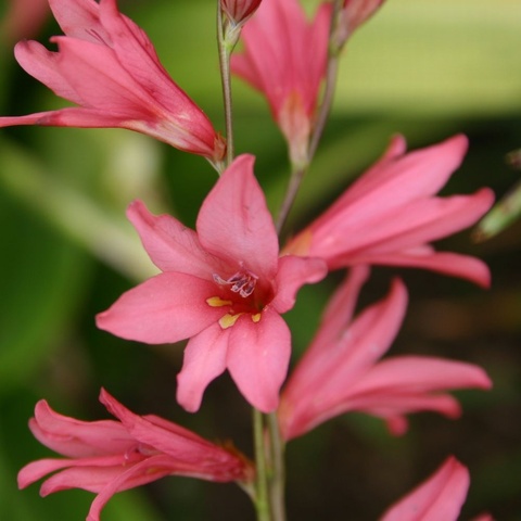 disticha ssp. rubrolucens