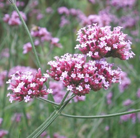 bonariensis AGM